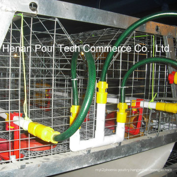 Pullet Brooder Chicken Cage System